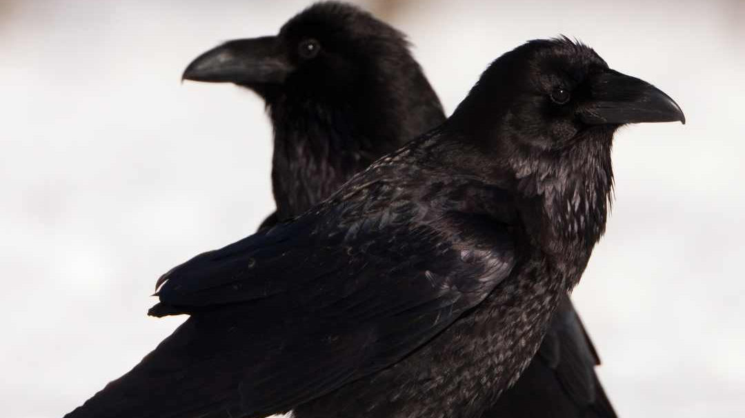 hugin and munin
