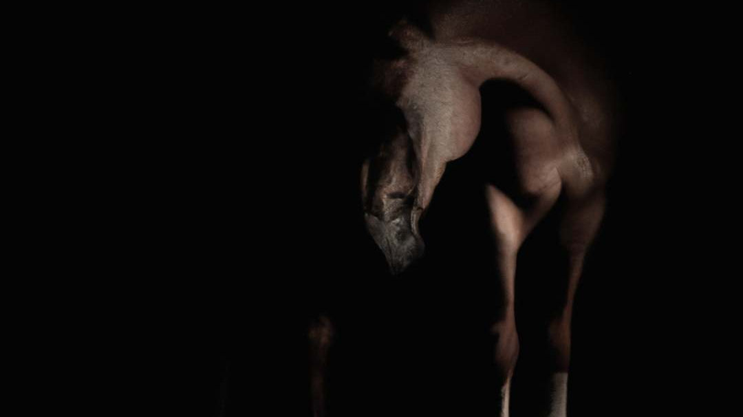 sleipnir odins horse