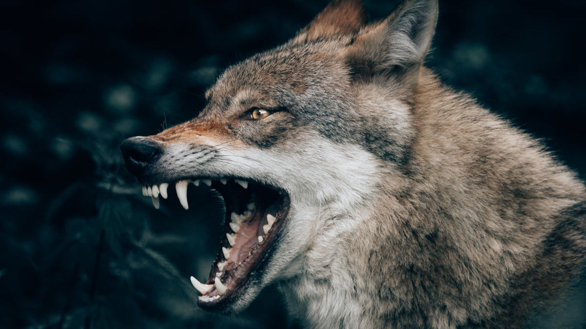 The hunter's way: Interesting hunting techniques that the Vikings used