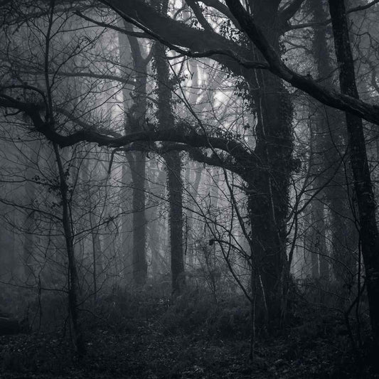 dark forest in folklore