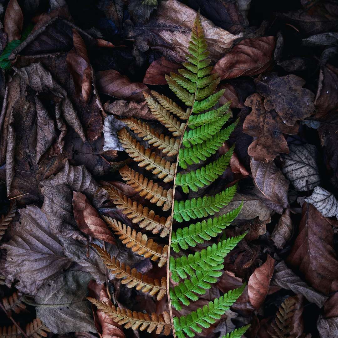 Solstice's Song: The Eternal Dance of Oak and Holly