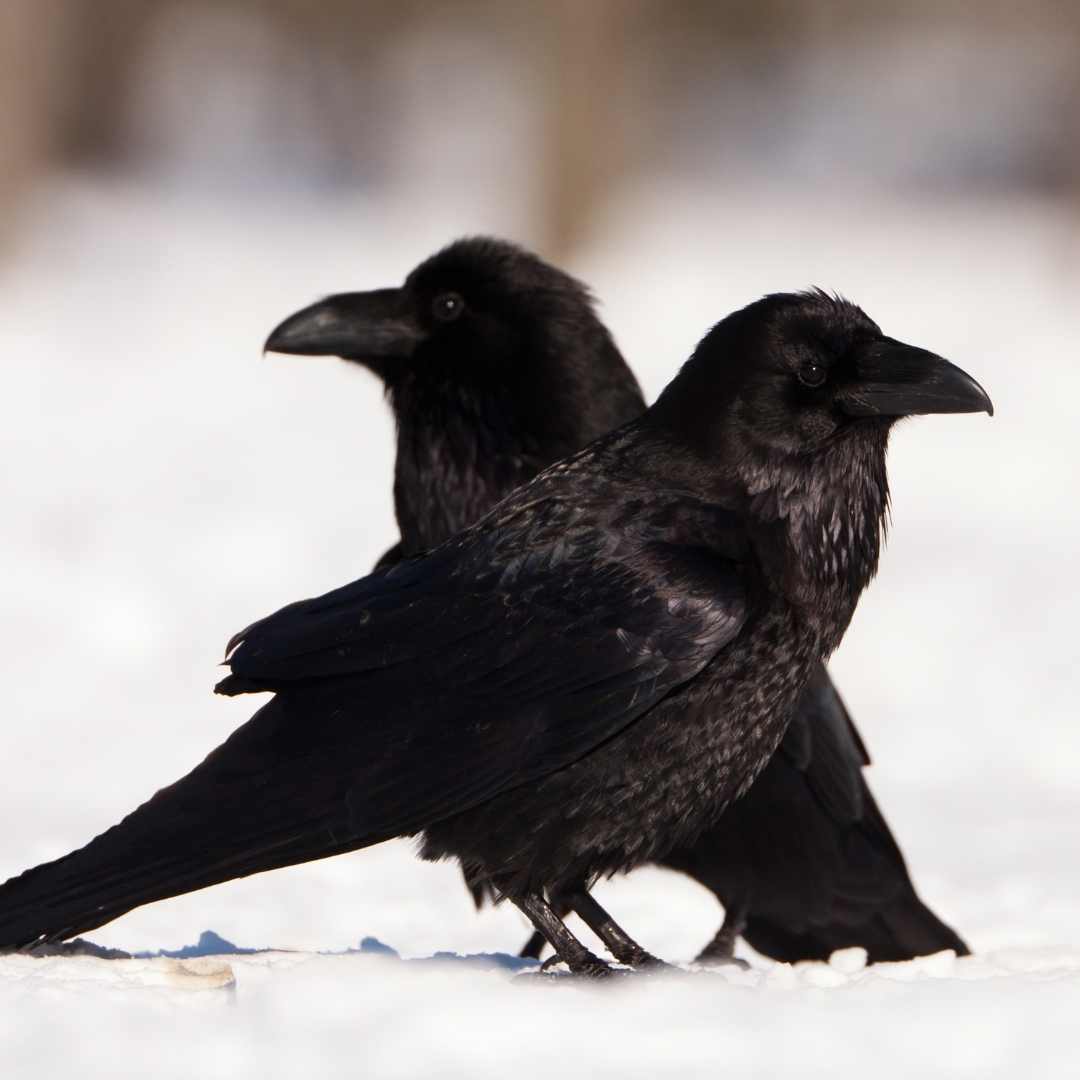 hugin and munin